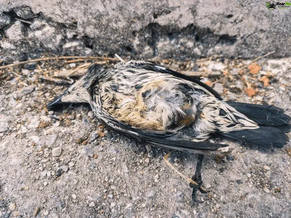 Dead Bird Removal Advancetown