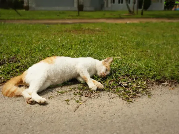 Dead Cat Removal Advancetown