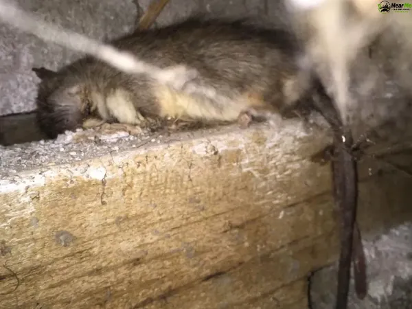 Dead Rat Removal Advancetown